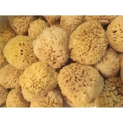 Greciansoap NWS5 5-6 in. Natural Sea Wool Sponges